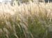 hyperlink to wind of change