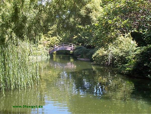 brigde and lake in the japenese garden in Dallas, Texas