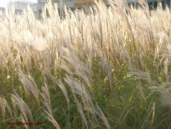 cornfield in the city of chemnitz, Germany
