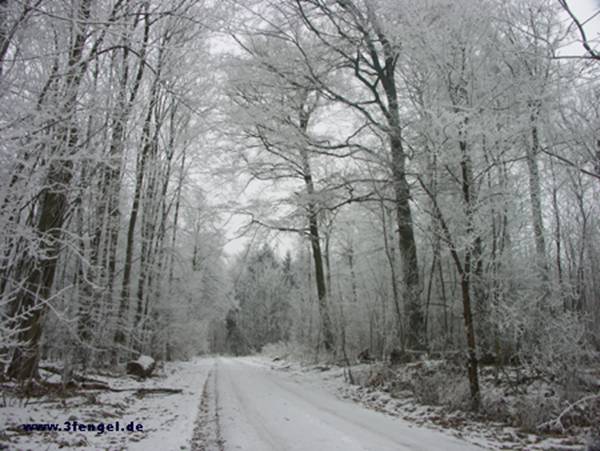 White winter with icy trees and snow  in a forest near Dieburg, germany